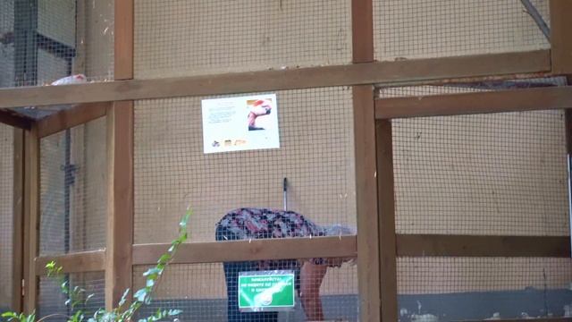 Необычный Молуккский какаду смотреть онлайн