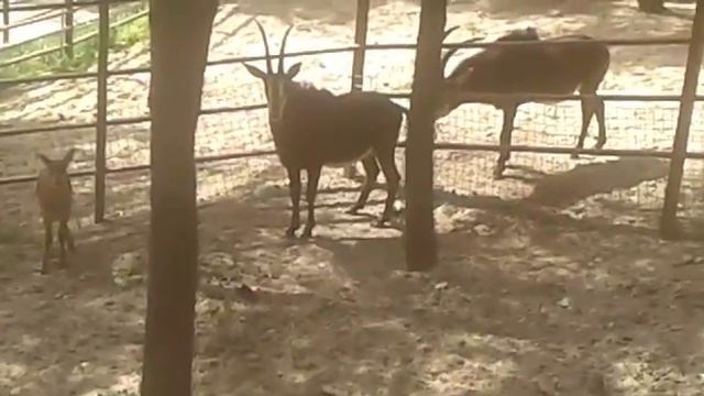 черная антилопа смотреть онлайн