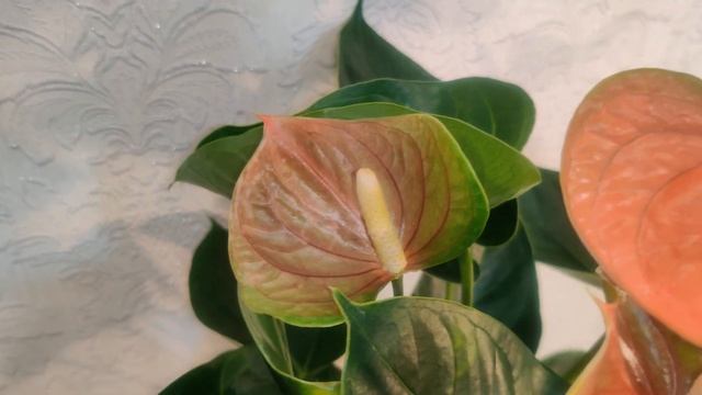 #ЦветыВместе Anthurium Adios Salmon / Антуриум Адьос Салмон 17 55 смотреть онлайн