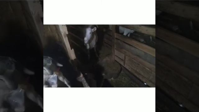 Коза б'є козеня,знайшла вихід. смотреть онлайн
