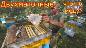 ДВУХМАТОЧНЫЕ! Как сработали в Сибири на МЕДОСБОРЕ. Отбор мёда 2024г!