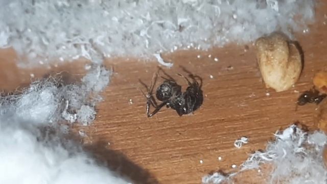Спас муравья от мучительной гибели | Messor barbarus смотреть онлайн
