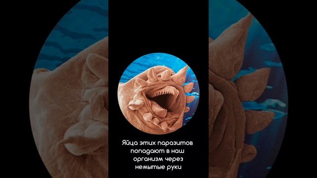 Паразиты под микроскопом | Микробы на руках смотреть онлайн