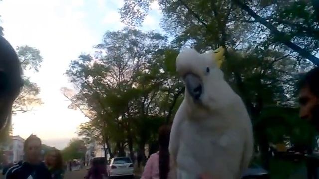 Попугай позирует перед камерой