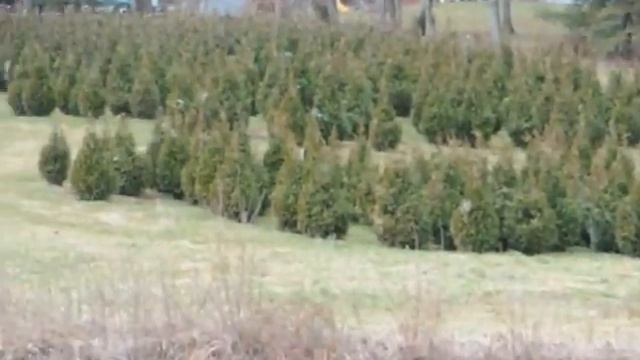 Arborvita Steeplechase for Buyers in Pa смотреть онлайн