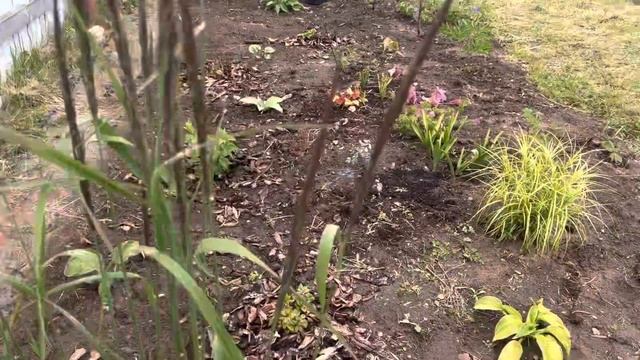 Новые ели в Северном саду: Акрокона Голден и Ломбартси. И многое другое… смотреть онлайн