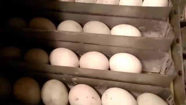 Инкубация яиц, комбинированная закладка, куриные, утиные, индюшиные. смотреть онлайн