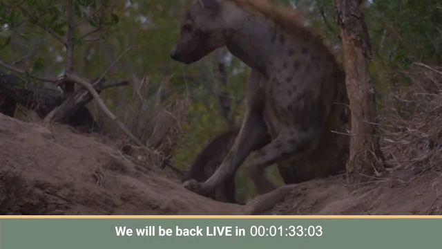 WildEarth - Live at the Waterhole 24 February 2024 смотреть онлайн