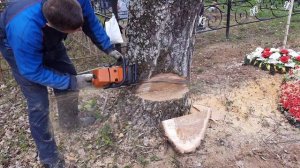 Как спилить дерево что бы упало в нужном направлении How to cut down a tree in the right direction