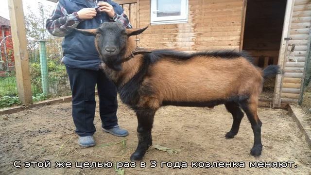 Козы молочные — лучшие породы смотреть онлайн