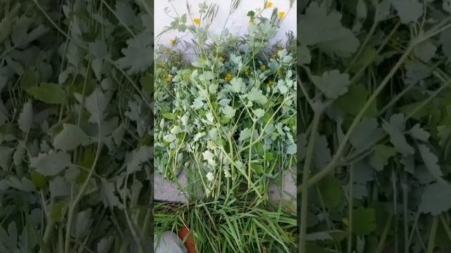 Чистотел от фитофторы. Успей заготовить!!! #чистотел #фитофтора #тля #мучнистая роса смотреть онлайн