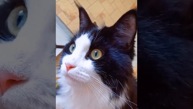 Человеку нужен кот. смотреть онлайн