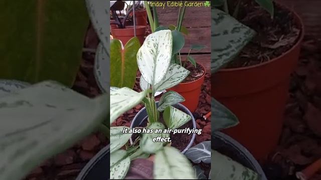 Chinese evergreen Aglaonema Silver Bay | Aglaonema commutatum Silver Bay смотреть онлайн