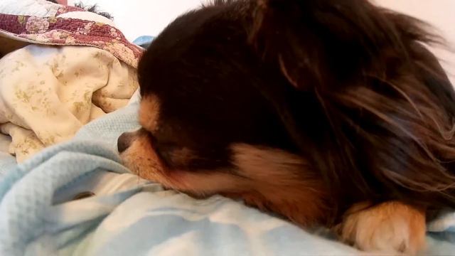 Чихуахуа поет офигенно Chihuahua lucky sings смотреть онлайн