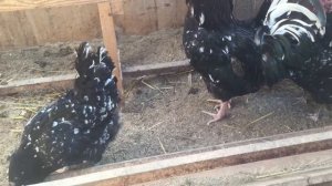 Курочки и петух породы Австролорп черно-пестрый