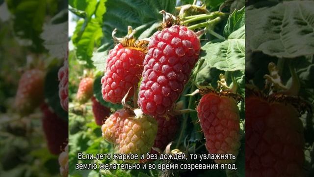 Ежемалина смотреть онлайн