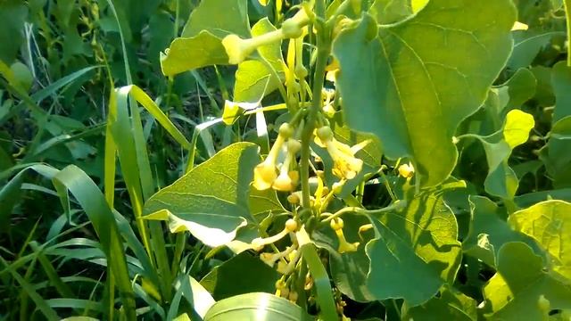 Собираем филейник, смотреть онлайн