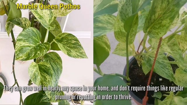 Marble Queen Pothos - The Trending Feng Shui Houseplant смотреть онлайн
