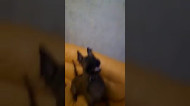 Чем занять Тайского риджбека.Лондон и Шарик.Mani Daeng London Dream.