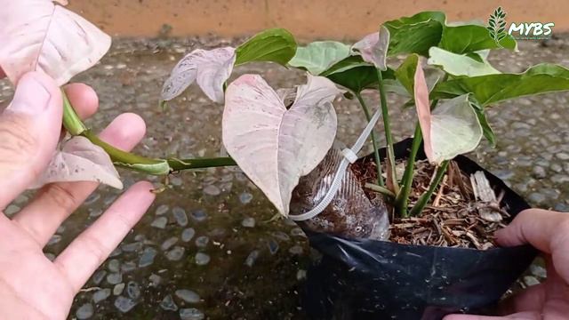 CARA CANGKOK TANAMAN HIAS SYNGONIUM PINK SPOT BAGI PEMULA | Syngonium Propagation смотреть онлайн