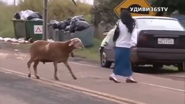 Баран не тупой, он совем другой))) Прикольные сюжеты смотреть онлайн