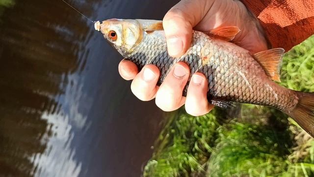 Рыбалка на Мологе пара часов удовольствия на реке июнь 2022 года смотреть онлайн