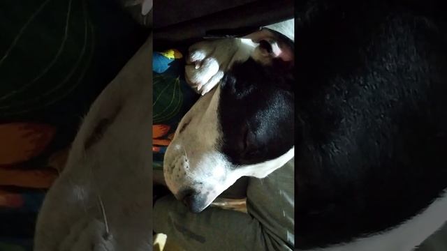 Релаксация,сон, антистресс.Nap,Puppy is snoring,Щенок храпит смотреть онлайн
