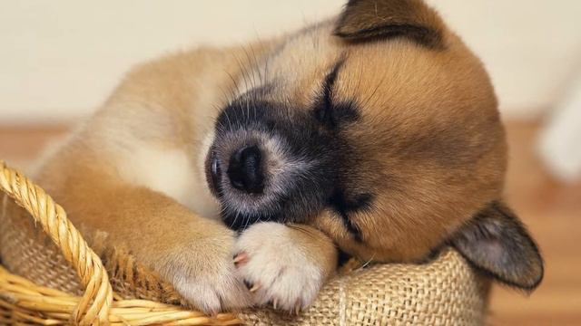 Маленькие собачки. Ксюша Чибышева. смотреть онлайн