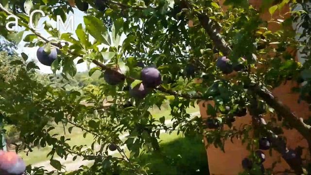 СИНИ СЛИВИ BLACK DIAMOND а.С.м смотреть онлайн