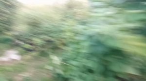 ежевика ответ на вопрос и обрезала Караку Блэк
