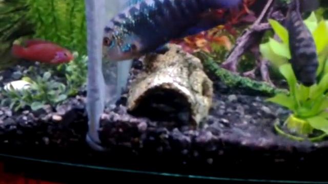 Восьмиполосая цихлазома смотреть онлайн