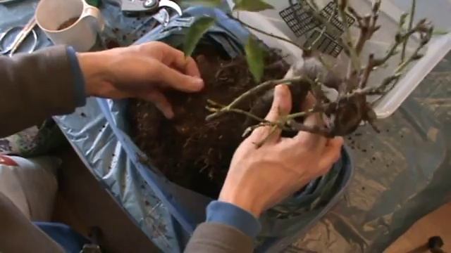 Trasplante de un almendro (Prunus Dulcis) смотреть онлайн