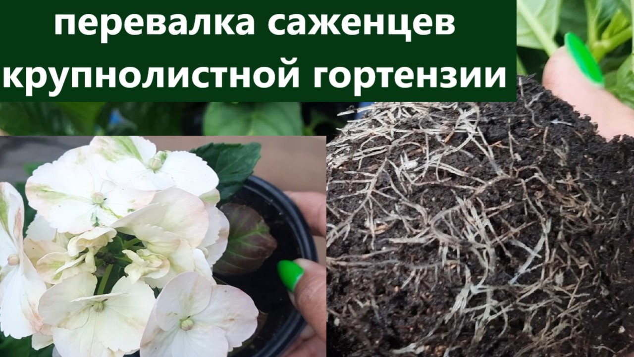 Перевалка крупнолистной гортензии в больший объем. Как развиваются саженцы и корневая система. смотреть онлайн