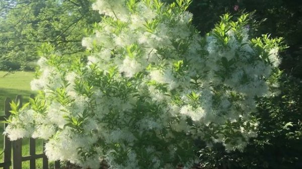 Chionanthus virginicus, Fringe tree, old mans beard blooming!