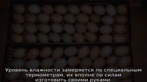 Инкубация утиных яиц в домашних условиях