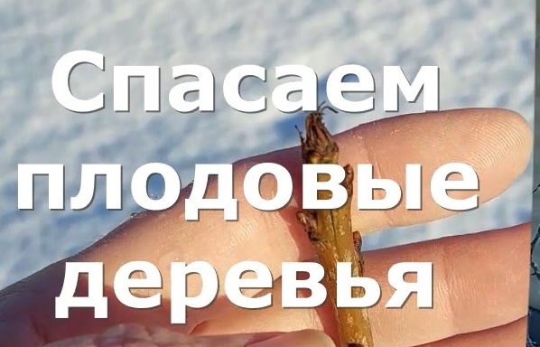 Спасаем плодовые деревья от возвратных заморозков смотреть онлайн