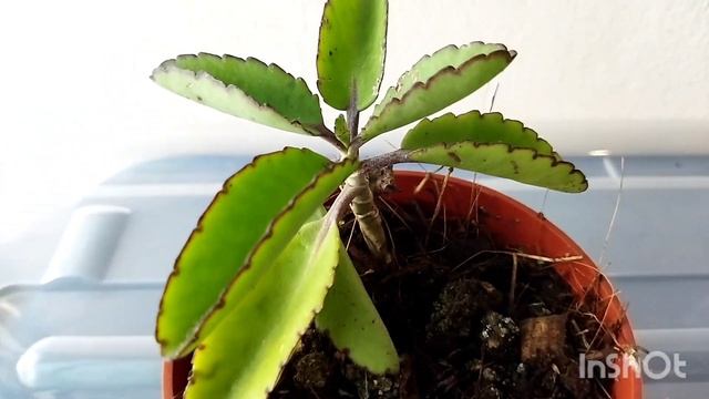 Растения трофеи из ботанического сада. #обзор_растений #посадка_черенков  #триферн #irisdominicana