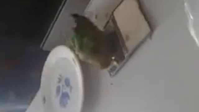 купание попугая кешки