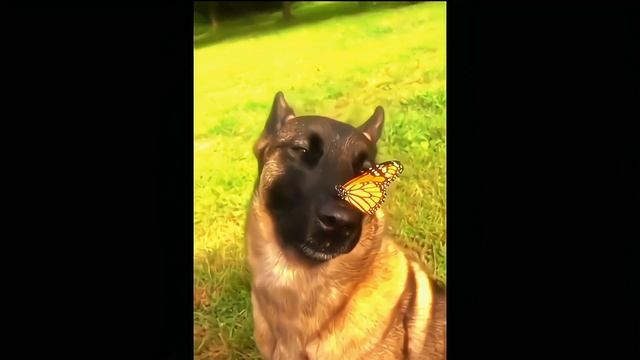 Собака с бабочкой на носу в хорошем качестве смотреть онлайн