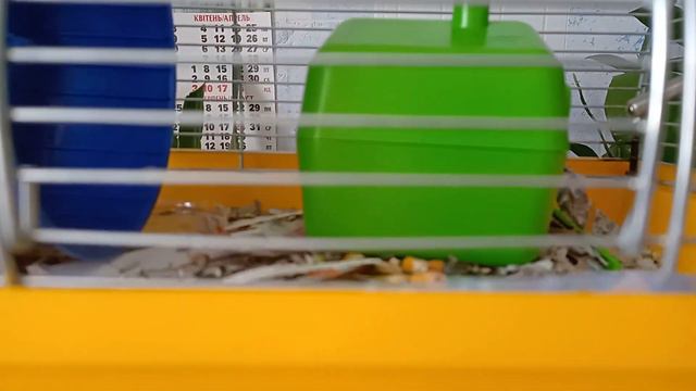 Домашний мини зоопарк (Ролик # 10) смотреть онлайн