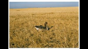 ? ГУСИННАЯ МАТЕМАТИКА!  СПОРЫ ЧЕМ СТРЕЛЯТЬ ГУСЯ?