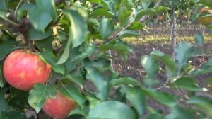 Яблоня КАРНАВАЛ с оригинальной окраской плодов и приятным вкусом