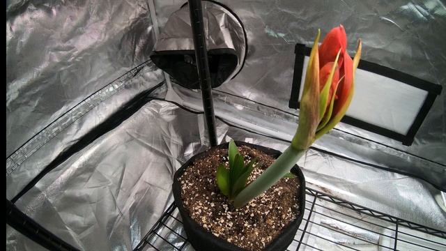 Amaryllis red lion flower time lapse. Growing bulb to bloom in 4 weeks смотреть онлайн