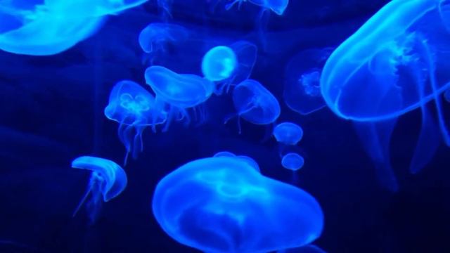 TOP 10 Marine Life