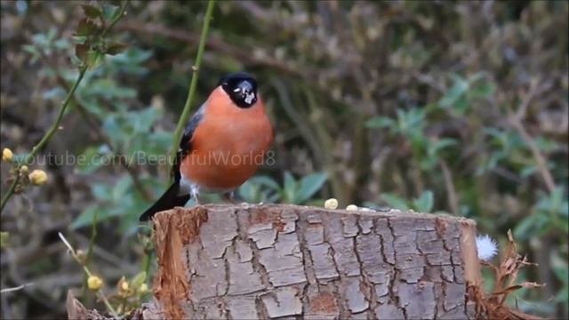 Cute Bullfinch 🐥 смотреть онлайн