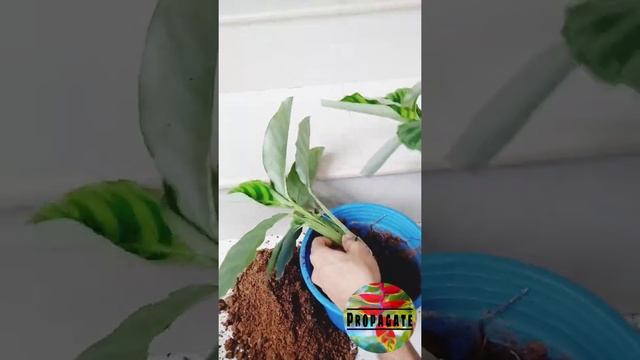 Zebra plant propagation|calathea zebrina|Maranta plant| #shorts смотреть онлайн