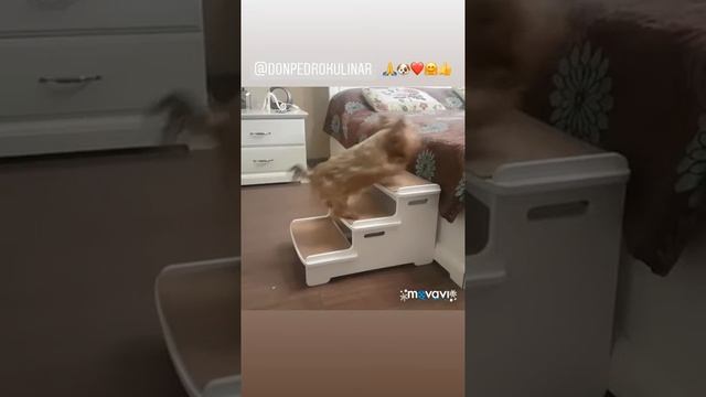 Лесенка для маленьких собак. DogWood смотреть онлайн