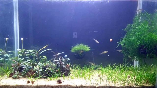 #Аквариум_15L 8 месяцев после запуска. Обзор. смотреть онлайн