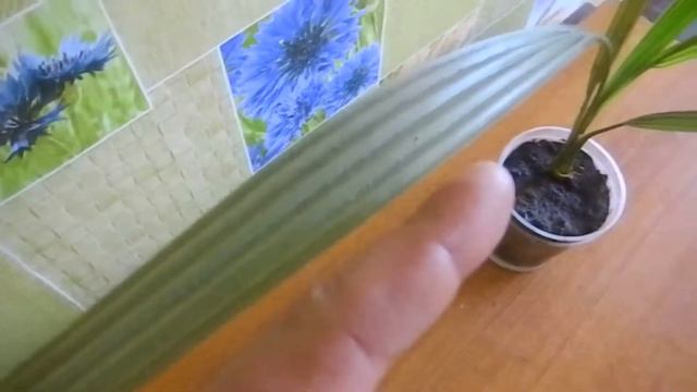 Финик из косточки 3 года смотреть онлайн