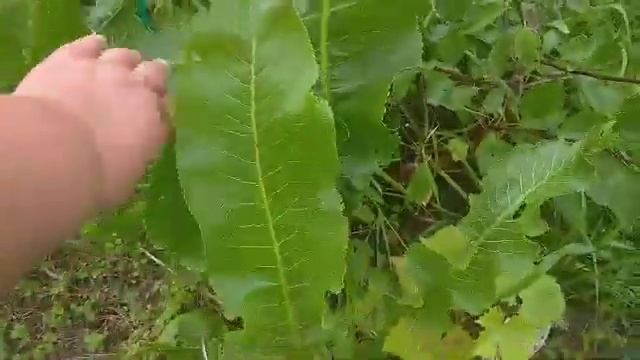 Посадка абрикосов косточкой в открытый грунт. смотреть онлайн